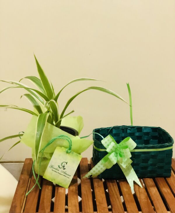 Spider Plant with Handmade Cane Box green 2 copy