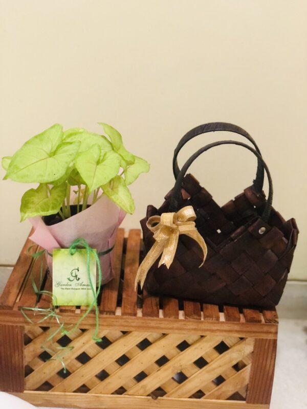 Syngonium Plant in Classic Handmade bag.2